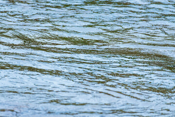 5月の水面　川の流れ64