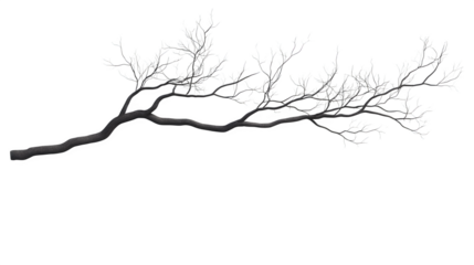 realistic transparent PNG of tree branch shadow with gentle light, diffused and natural, ideal for layering in design projects