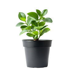 Obraz premium Lush Green Plant in Dark Grey Pot Black Background