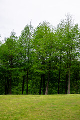 A Park with Lush Green Trees