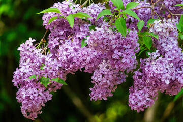 Obraz premium Blooming purple lilac in the sunny spring garden 