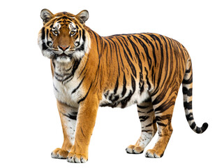 Obraz premium Regal Tiger Portrait with Intense Gaze, Isolated on Transparent Background PNG
