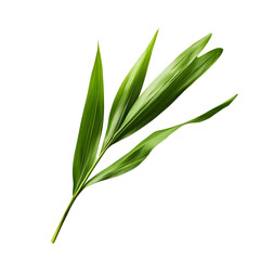 Fototapeta premium Vibrant Green Palm Leaf Branch Isolated on Black Background,