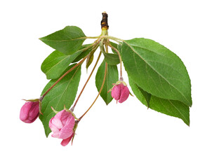 Fototapeta na wymiar Pink buds of flowers and green leaves of Malus floribunda (profusely flowering apple) isolated on white or transparent background