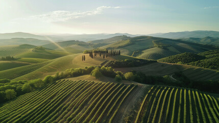 Obraz premium Picturesque vineyard hills sunrise panorama