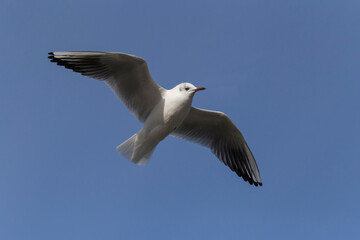common gull flying in a clear blue sky