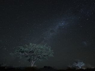 Arbol con la Via Lactea de fondo