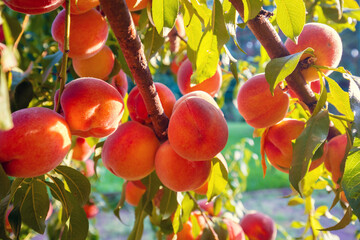Peaches on a branch in the garden. Nature background. Harvest of ripe peaches