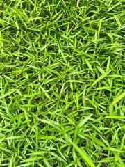 green grass background