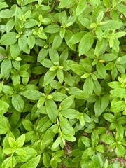 green leaves background