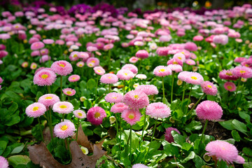 Field of Pink Daisies in Bloom