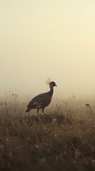 The image captures a solitary bird with a crest-like crest perched on a dry grassy field, with the background obscured by mist or fog.