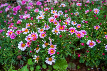 Fototapeta premium Cluster of Pink and White Daisies