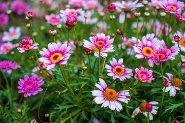 Obraz premium Cluster of Pink and White Daisies