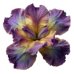 Stunning Purple and Yellow Bearded Iris Flower Close-Up