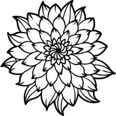 black and white chrysanthemum line art