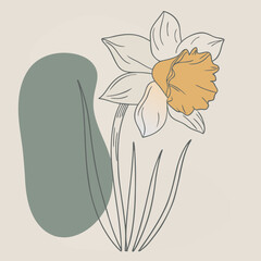 daffodil