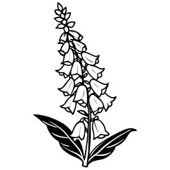 vector  of a  foxglove © Jannatul
