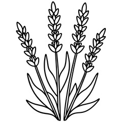  lavender laurel wreath vector