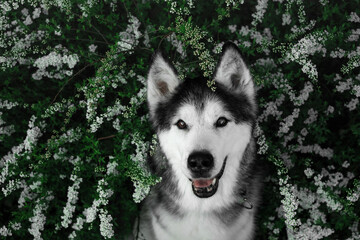Black and white siberian husky in flowers