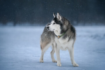 Black and white siberian husky in winter