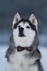 Black and white siberian husky wearing a bowtie