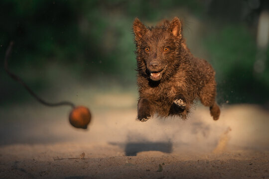Wet brown mudi dog chasing ball