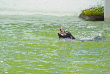 あざらし © ト ト