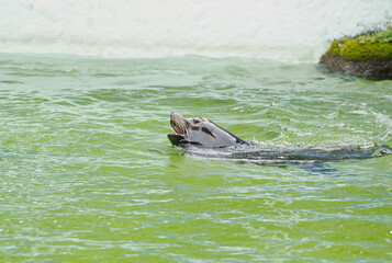 あざらし © ト ト