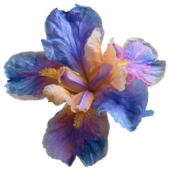 Vibrant Blue and Orange Iris Flower Bloom Close-Up