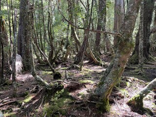 Cradle Mountain National Park, Tasmania, Australia