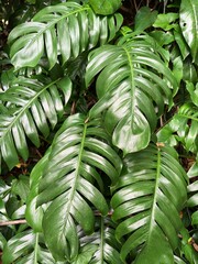 Obraz premium Close-Up of Tropical Monstera Leaves with Rich Green Texture