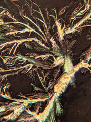 Needle-like crystals under polarized microscope showing vivid birefringence