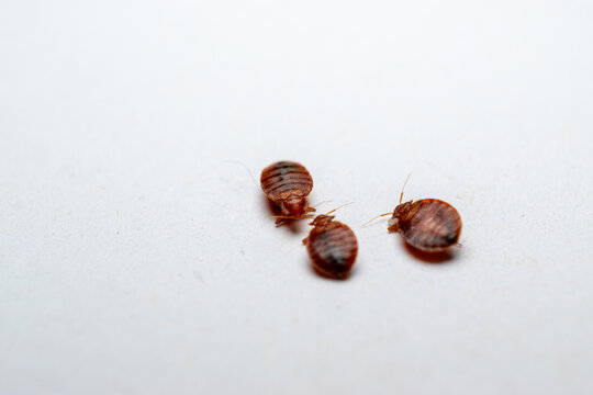 dead bedbugs