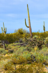 Mid Winter Landscape Sonoran Desert Arizona