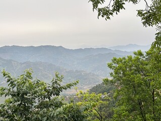 Obraz premium Green Himalayan Hillside Forest View Jammu 