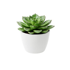 cactus in a pot isolated