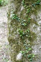 ツタと苔の生える木の幹
