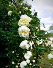 Vertical. Blooming rose hip bush. White Bush Rose. Rosehip bush with white flowers in the garden in the village on a spring day