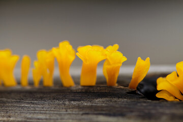 Close-up view of yellow mushroom growing on old log