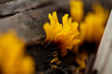 Close-up view of yellow mushroom growing on old log