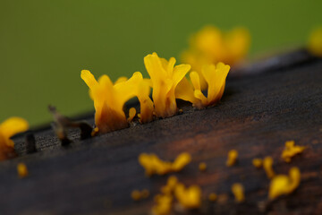 Close-up view of yellow mushroom growing on old log