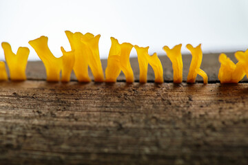 Close-up view of yellow mushroom growing on old log