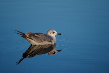 Obraz premium A gray seagull swimming on calm water.