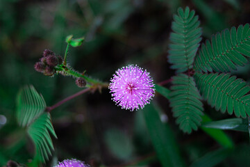 flower of a flower of a thistle