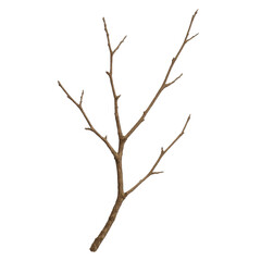 A thin, dry tree branch with no leaves. The branch is brown and he is dead