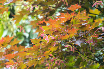 5月の林　イロハモミジの翼果05