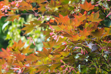 5月の林　イロハモミジの翼果01
