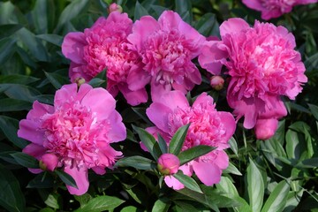 Fresh, just-bloomed large, bright pink peonies in the garden. Different angles. Floriculture.
