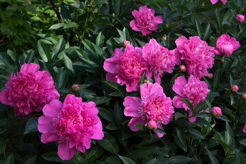 Fresh, just-bloomed large, bright pink peonies in the garden. Different angles. Floriculture.